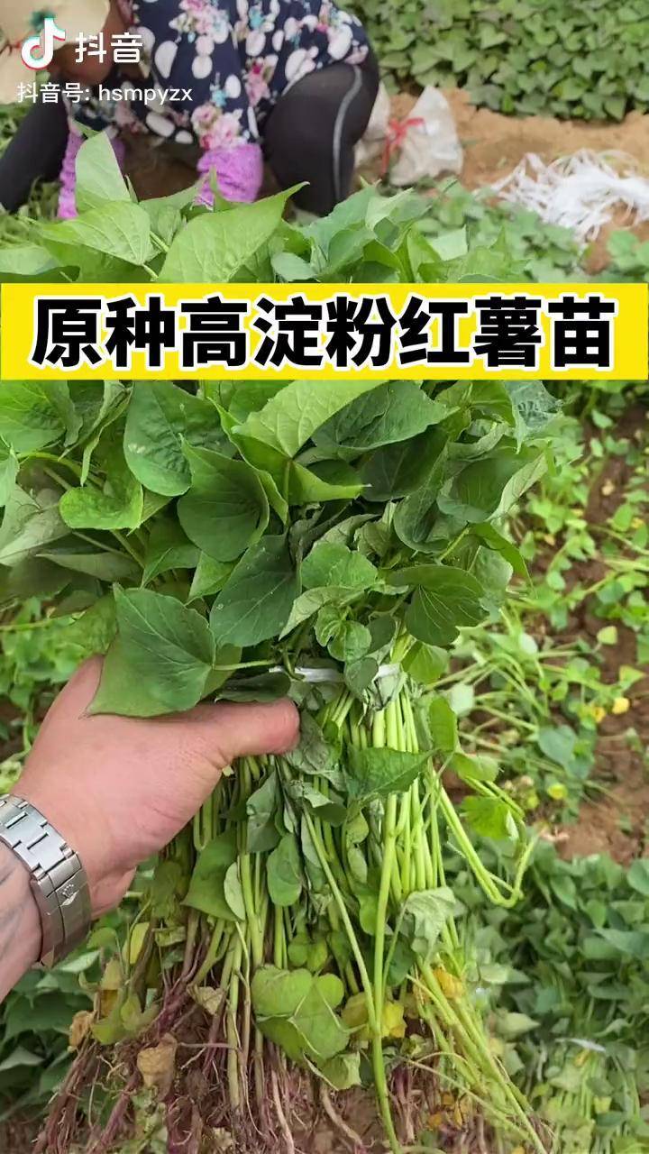 红薯苗济薯25高淀粉红薯亩产能到八千斤以上粉条深加工必不可少济薯25