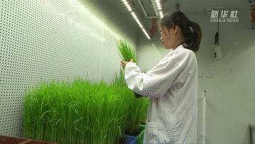 新华社|奋进新征程 建功新时代·伟大变革｜一粒种的“金色之旅”
