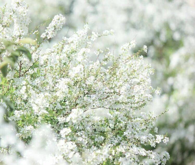 花朵|无锡滨湖：春到马山 定格美妙时光