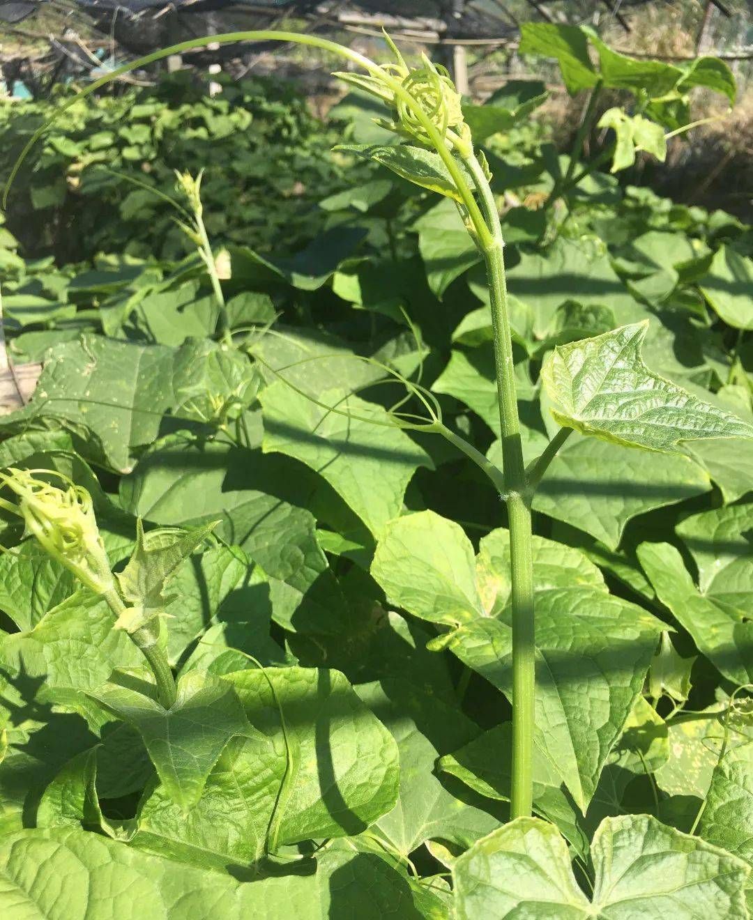 岑城镇山心村发展种植佛手瓜苗走上致富路