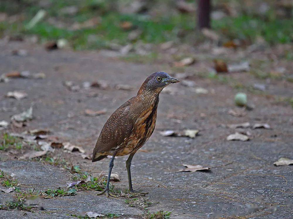 鳥鳴八閩福建省國家重點保護鳥類三