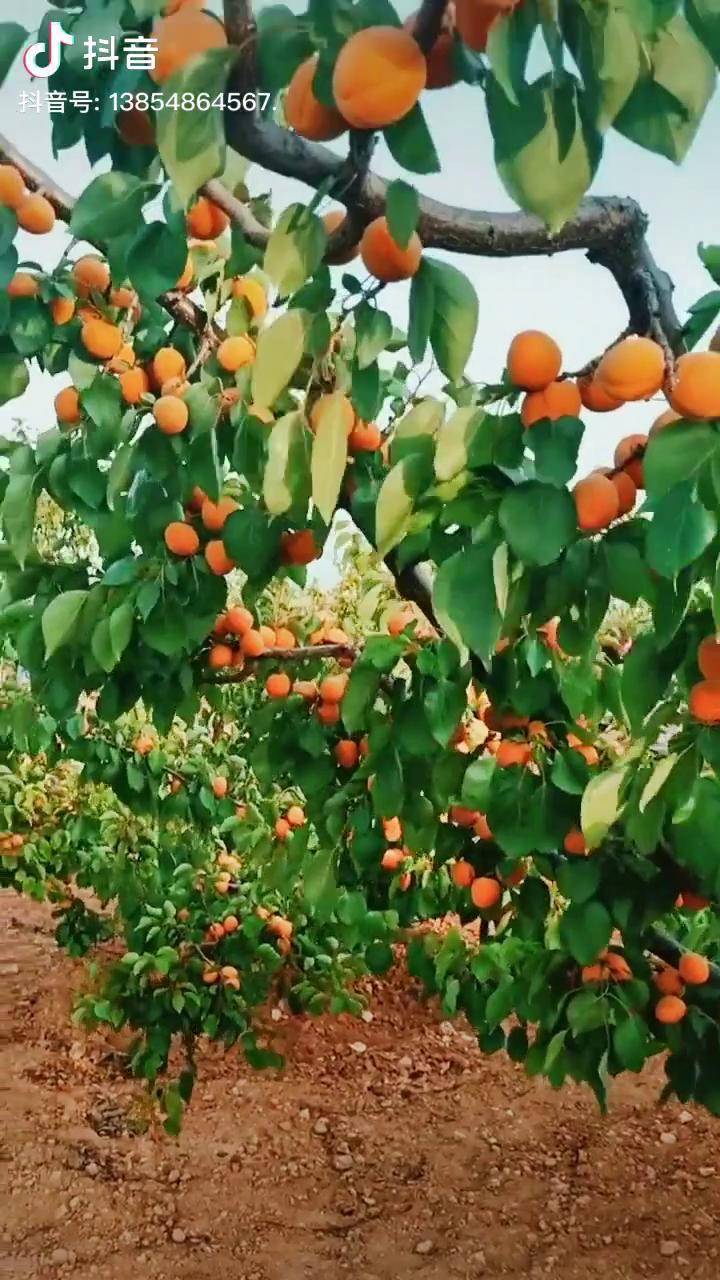 杏树苗结果快产量高适应性强杏树苗果树苗基地供应