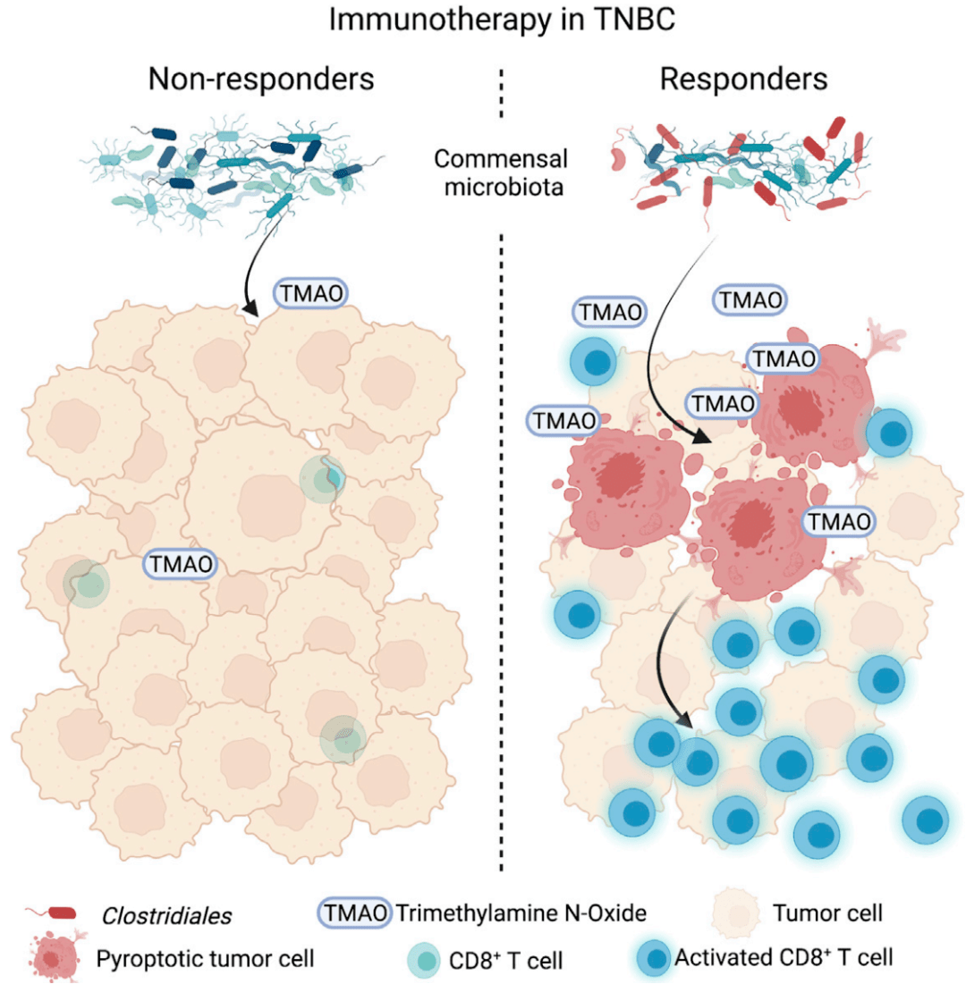 肿瘤|《细胞》子刊：红肉陷阱，竟是免疫治疗的神来之笔？复旦团队发现，肠菌代谢物TMAO能够加强三阴性乳腺癌患者对免疫治疗的反应