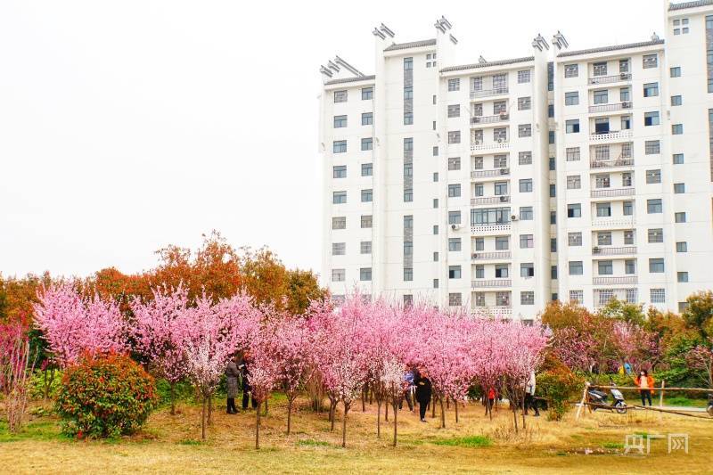 小城|【家乡的风景】河南柘城：小城三月春意浓 花红柳绿“醉”动人