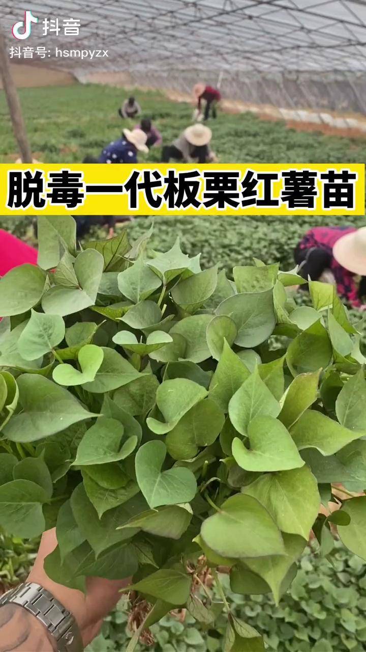 板栗红薯苗130天成熟期亩产8千1万斤口感比西瓜红糯甘薯苗地瓜苗