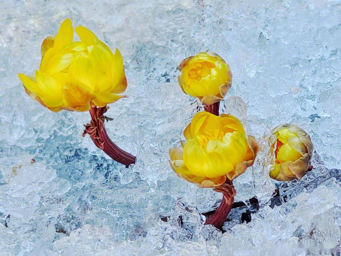 春分时节 辽宁丹东充满希望的冰凌花开放美不胜收_坐标_刘勇_董海涛