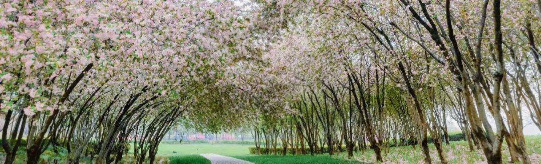 自由|“云赏花”约起！把郑州的春天拍下来送给你……