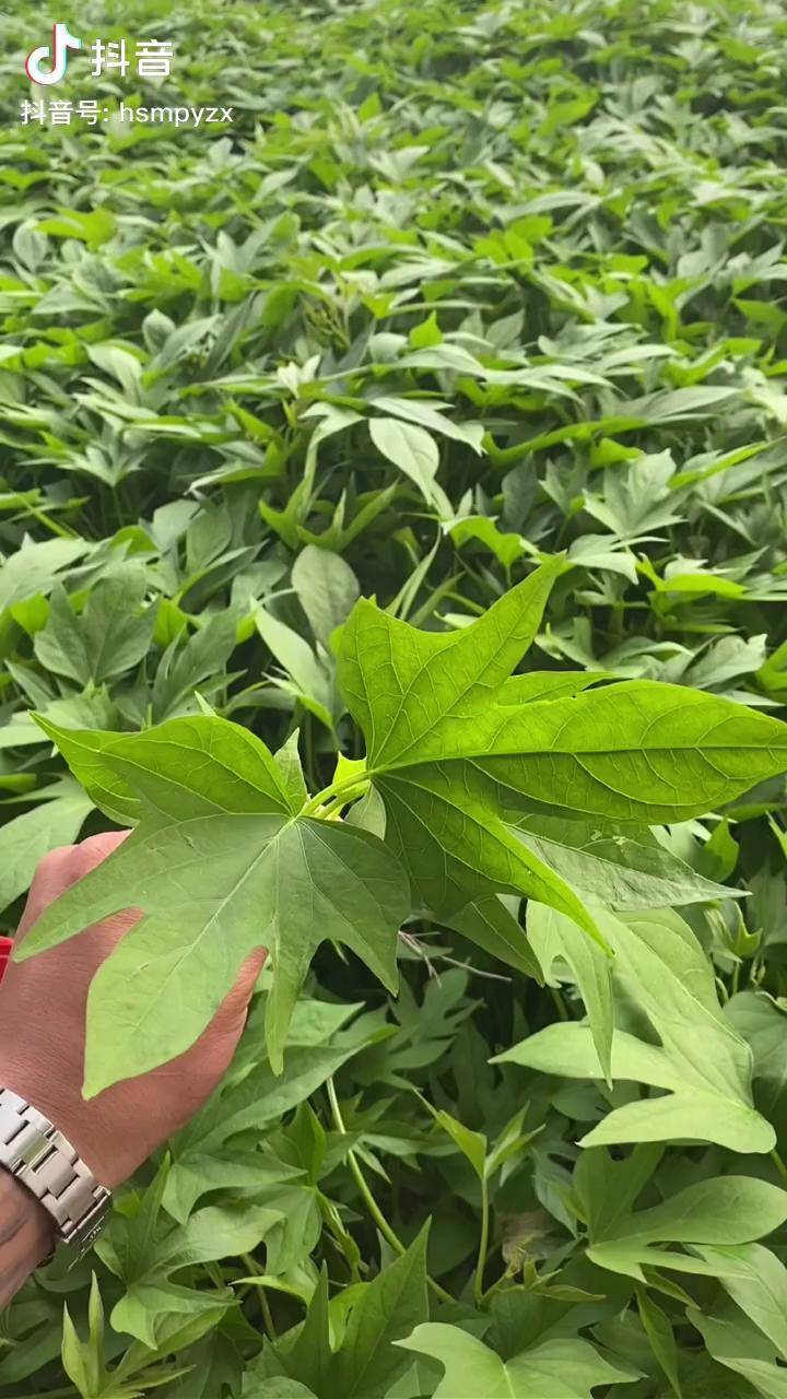 紫薯苗紫薯新品种紫水晶口感蜜甜糯亩产可达到8000斤红薯苗地瓜苗