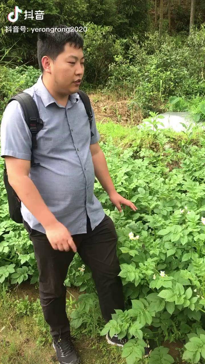 胖子硕士村长替富竹村的老爷爷老奶奶代言本地马铃薯,土豆土豆 土豆饼