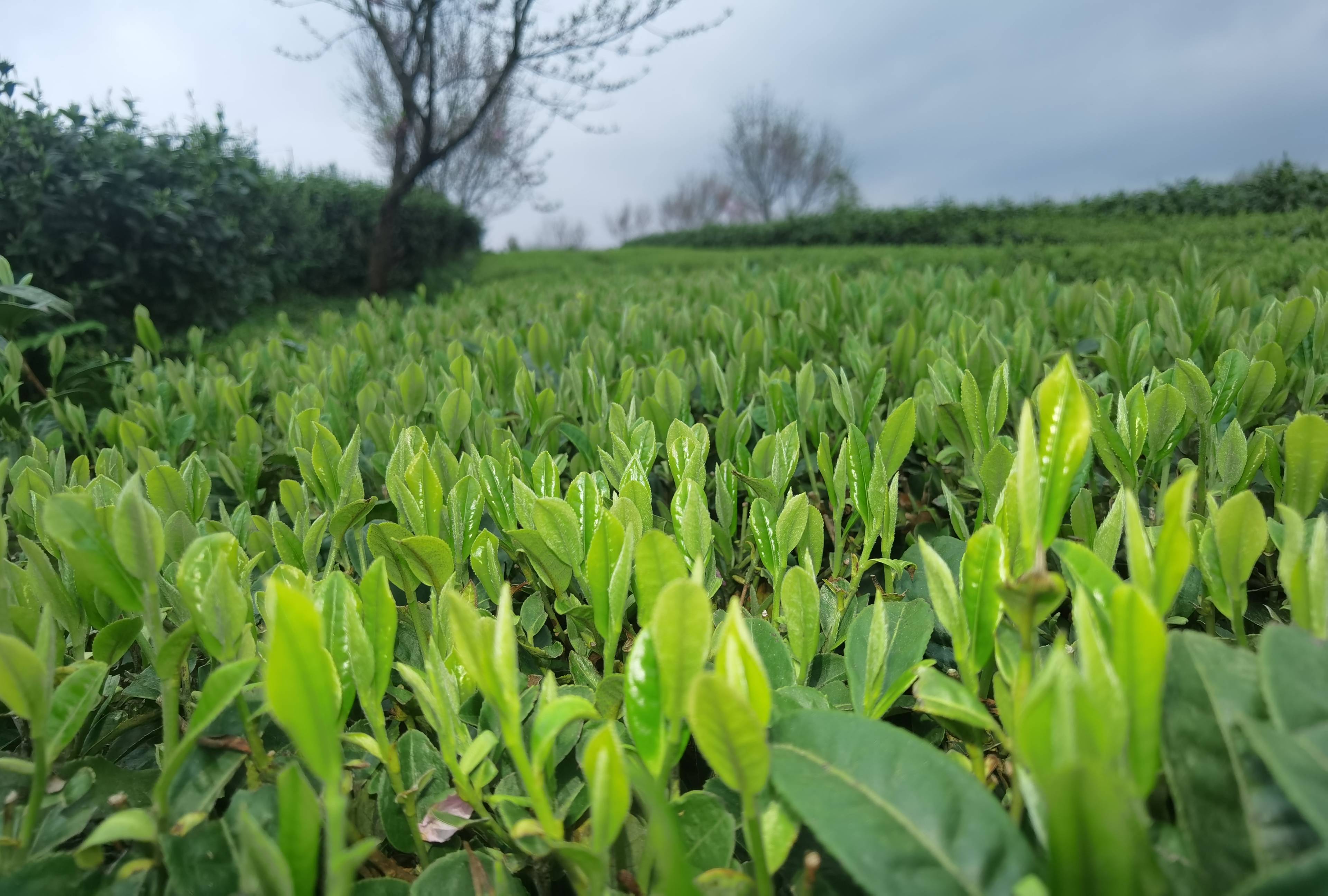 茶園內禁用除草劑,禁止在茶葉採摘期使用催芽素及任何農藥和在加工