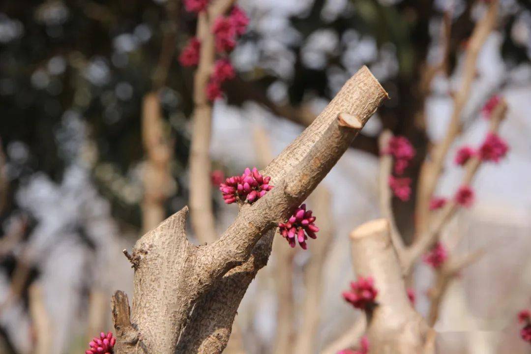 種子黑色.花期3~4月.毛泡桐樹皮灰色,灰褐色或灰黑色.