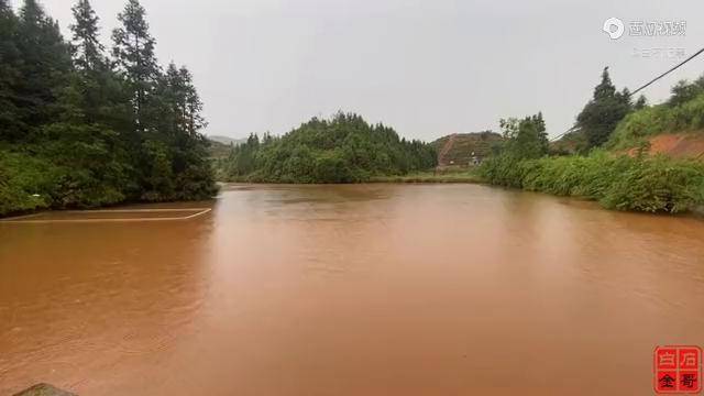 鱼塘养鱼127天一场暴雨塘水变黄最担心的还是鱼苗赶紧下药