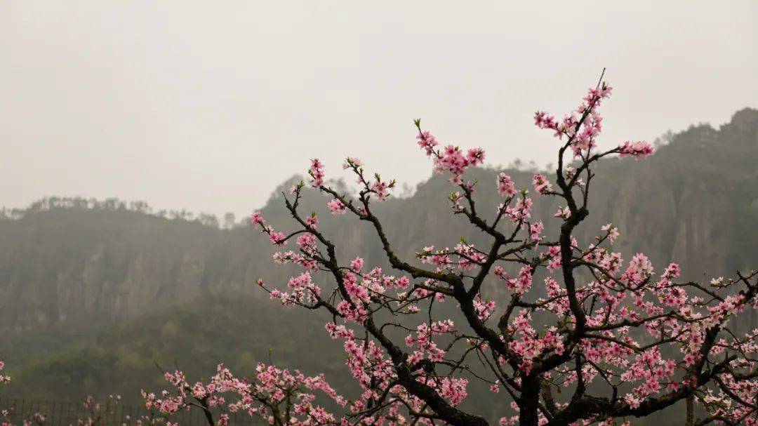 十里铁甲龙"的美景,后岸桃花节也成为天台旅游一张靓丽的名片