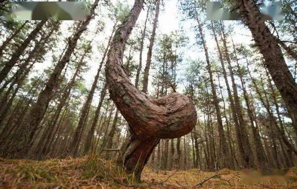 韩剑锋长歪的树