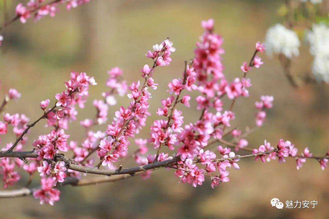 到达|在阳春三月里邂逅梨花盛开