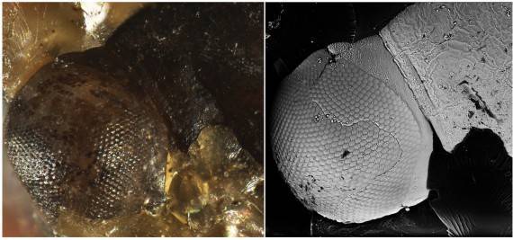 古生物|远古发现丨琥珀昆虫标本的“肚子”里,竟藏着水晶玛瑙