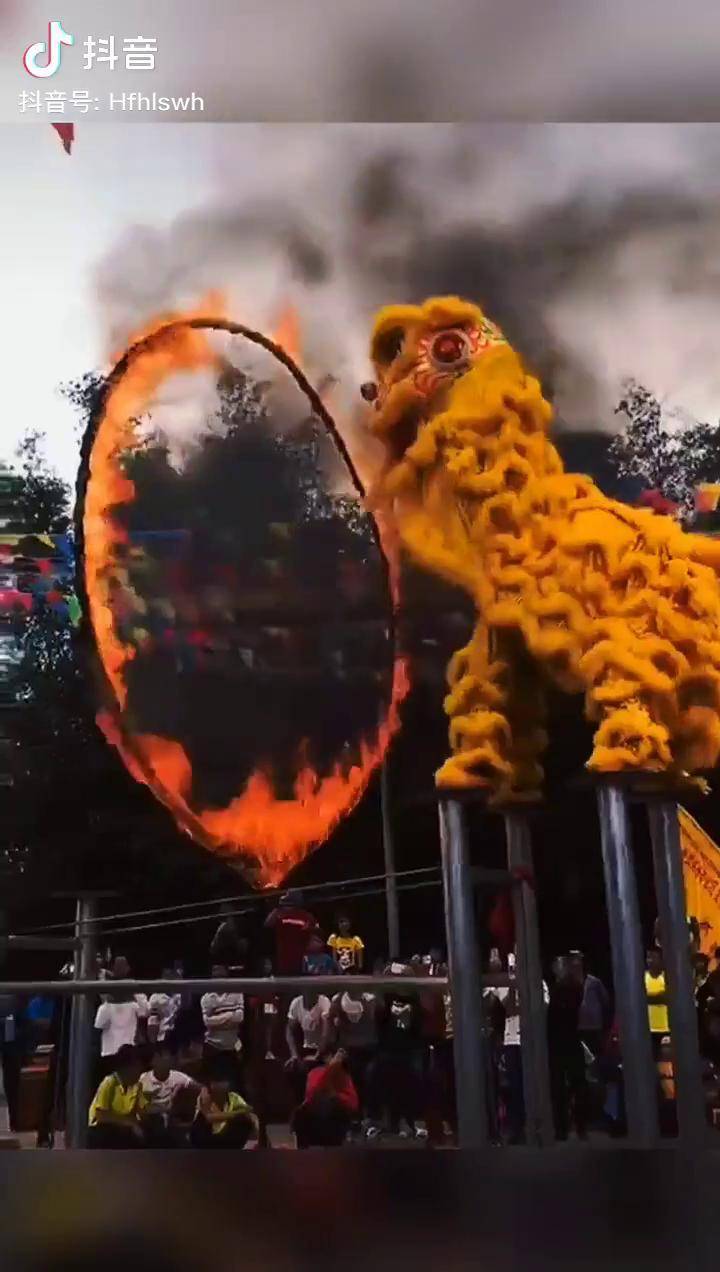 醒狮跳火圈你们见过没有哈哈非遗文化传统文化上热搜醒狮文化醒狮表演