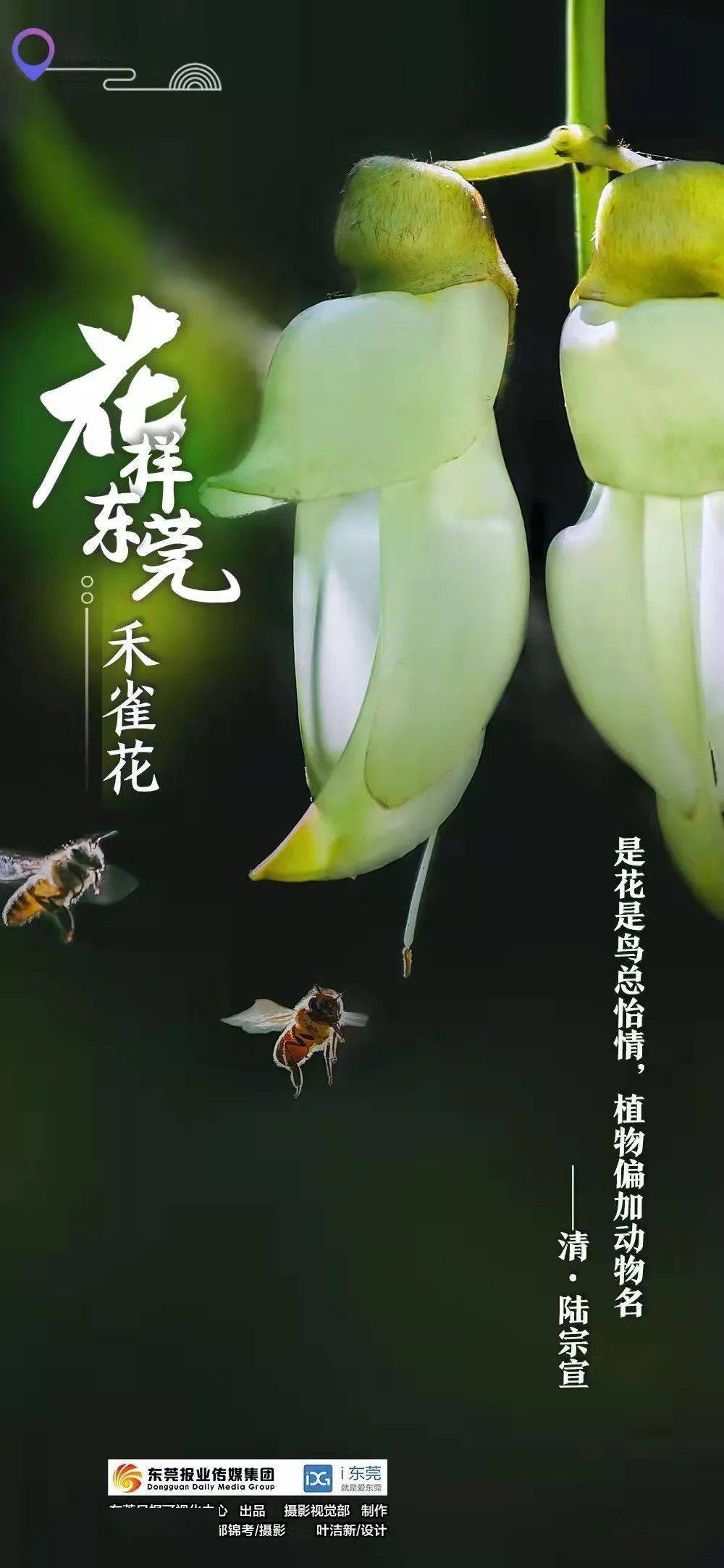 鸟语花香,春天里的东莞,木棉花开 @陈栋摄于南城还是会选它?