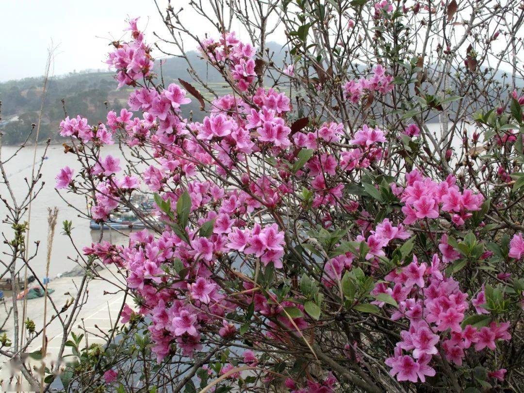 象山海边普陀杜鹃万紫千红壮丽绽放