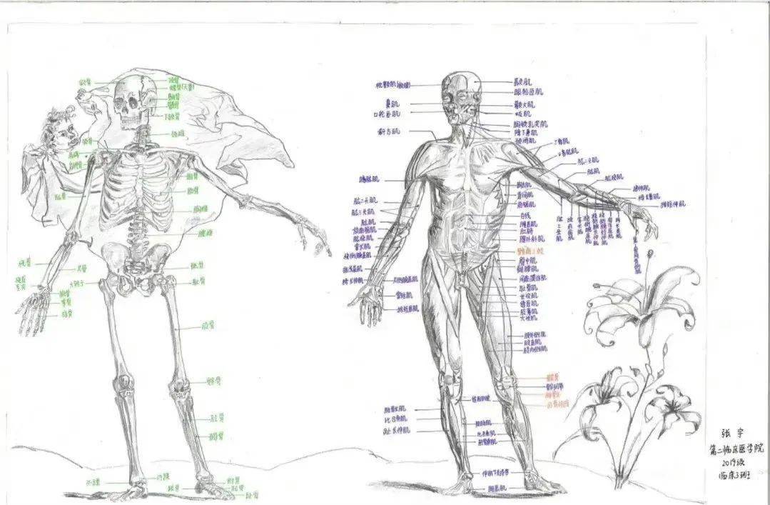 王者灵魂画手！医学生手绘人体解剖图，火爆全网：又美又惊悚