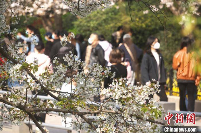 市民|郑州：樱花盛开市民赏樱踏春