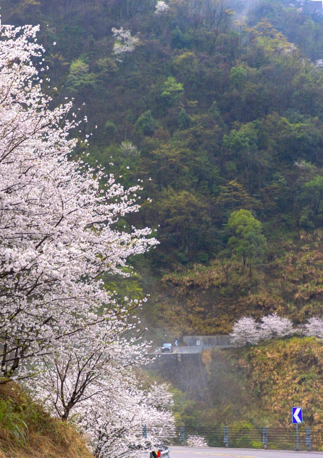 四明山上这条樱花公路盛放,"三连发卡弯"迷倒无数老司机!