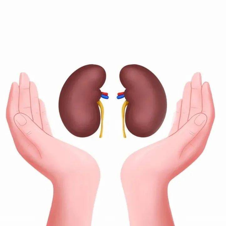 吃腰子能补肾?提醒:真正补肾的是这5物,或许很多人不爱吃_身体_肾脏_山药