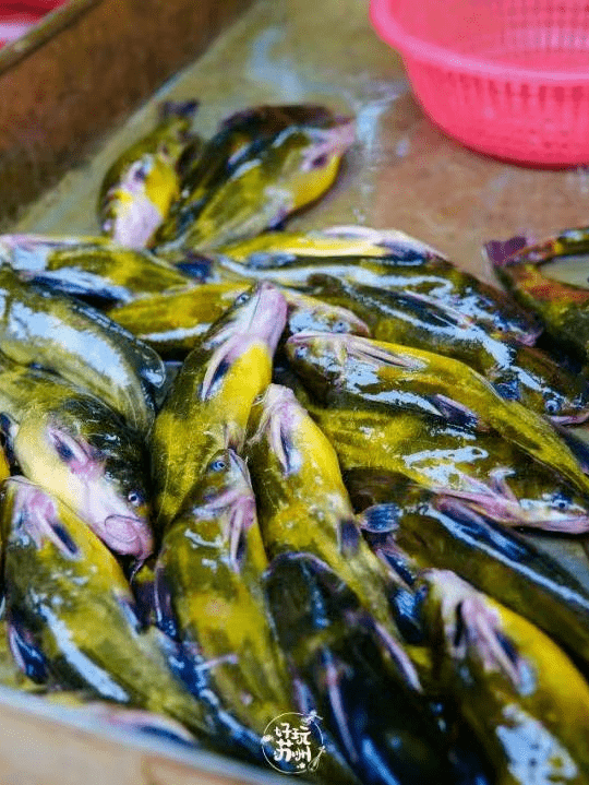 塘鱧魚