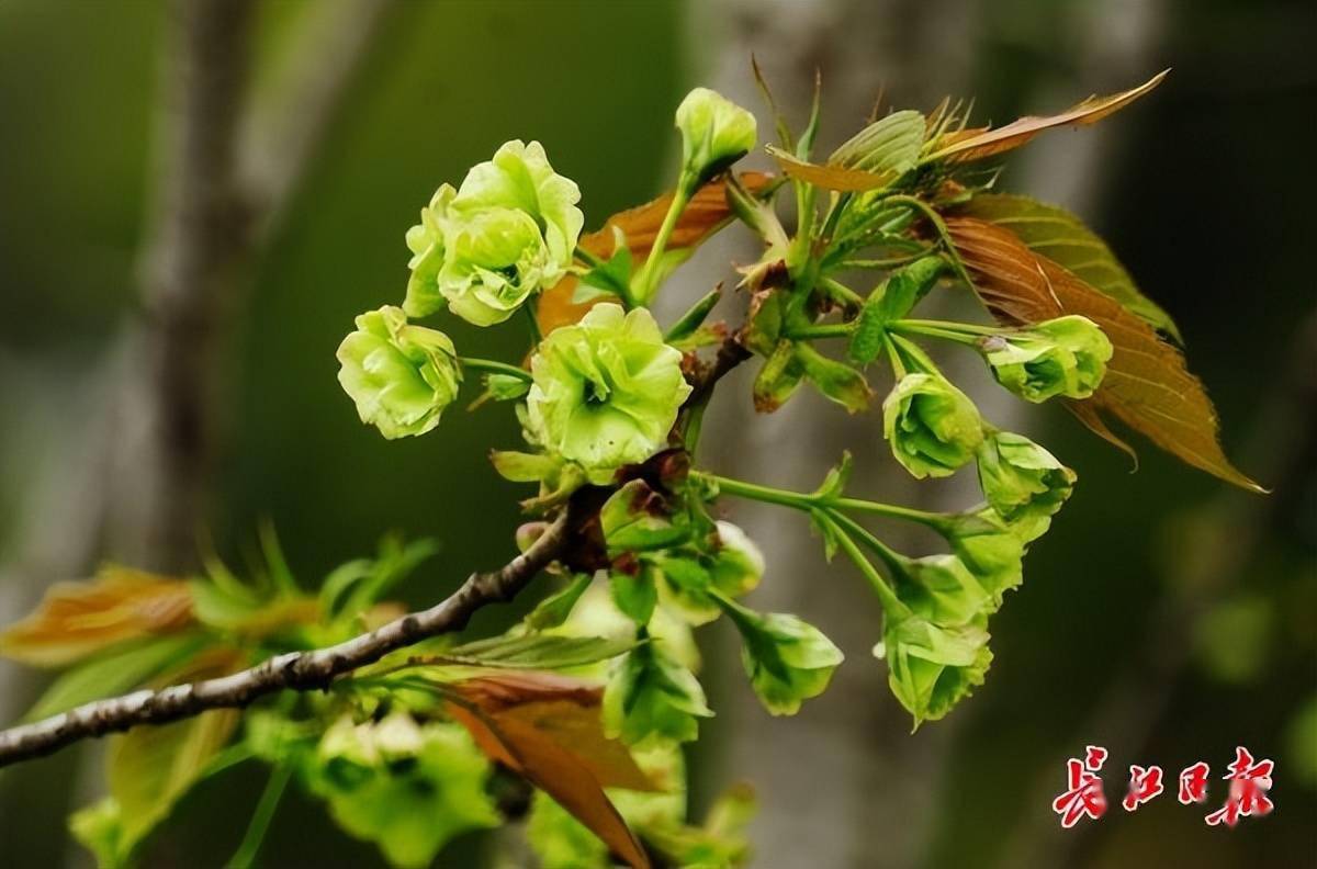 麒麟、杨贵妃步入盛花期,有种绿色晚樱东湖樱园只有一棵_樱花_品种_花瓣