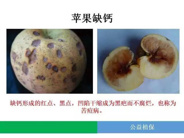 一分钟看懂缺钙图谱!_土壤_症状_钙肥