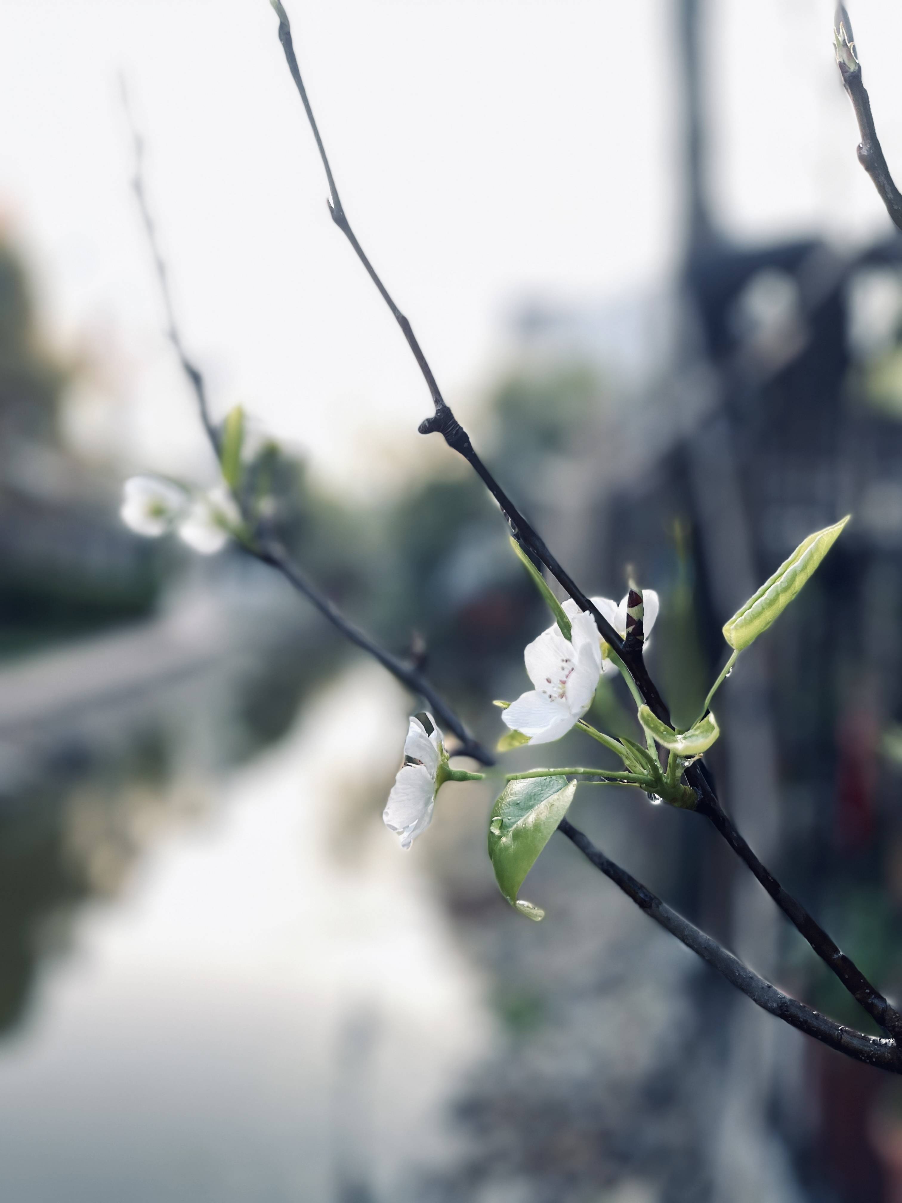 花鸟画|故宫花信｜梨花：一枝春带雨，冷淡和人瘦