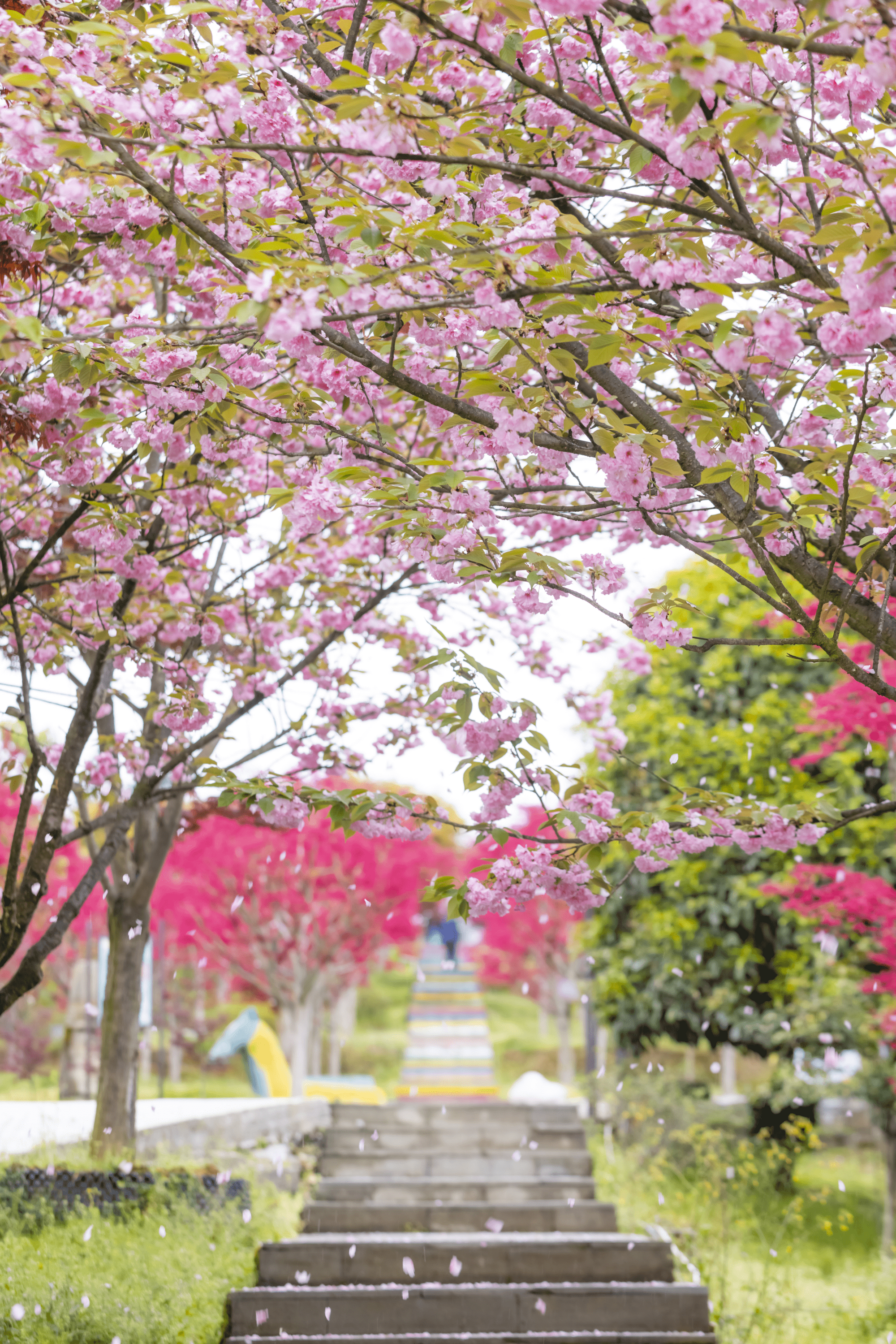 巴南百节樱花图片