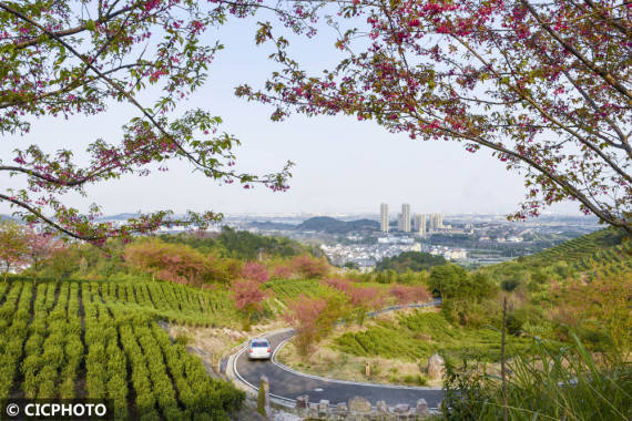 重庆市|漫山遍野春花开