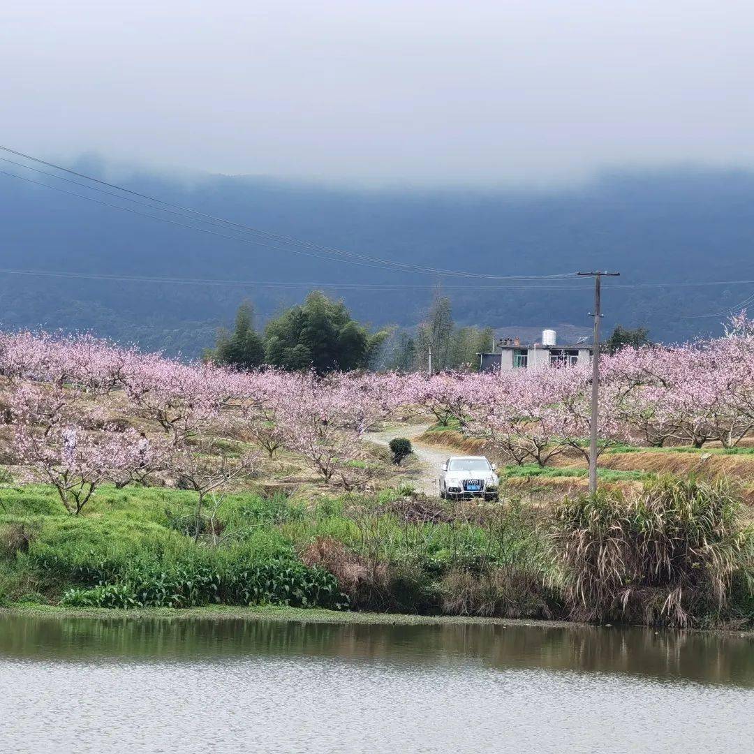 大湖鄉_櫻花_牡丹