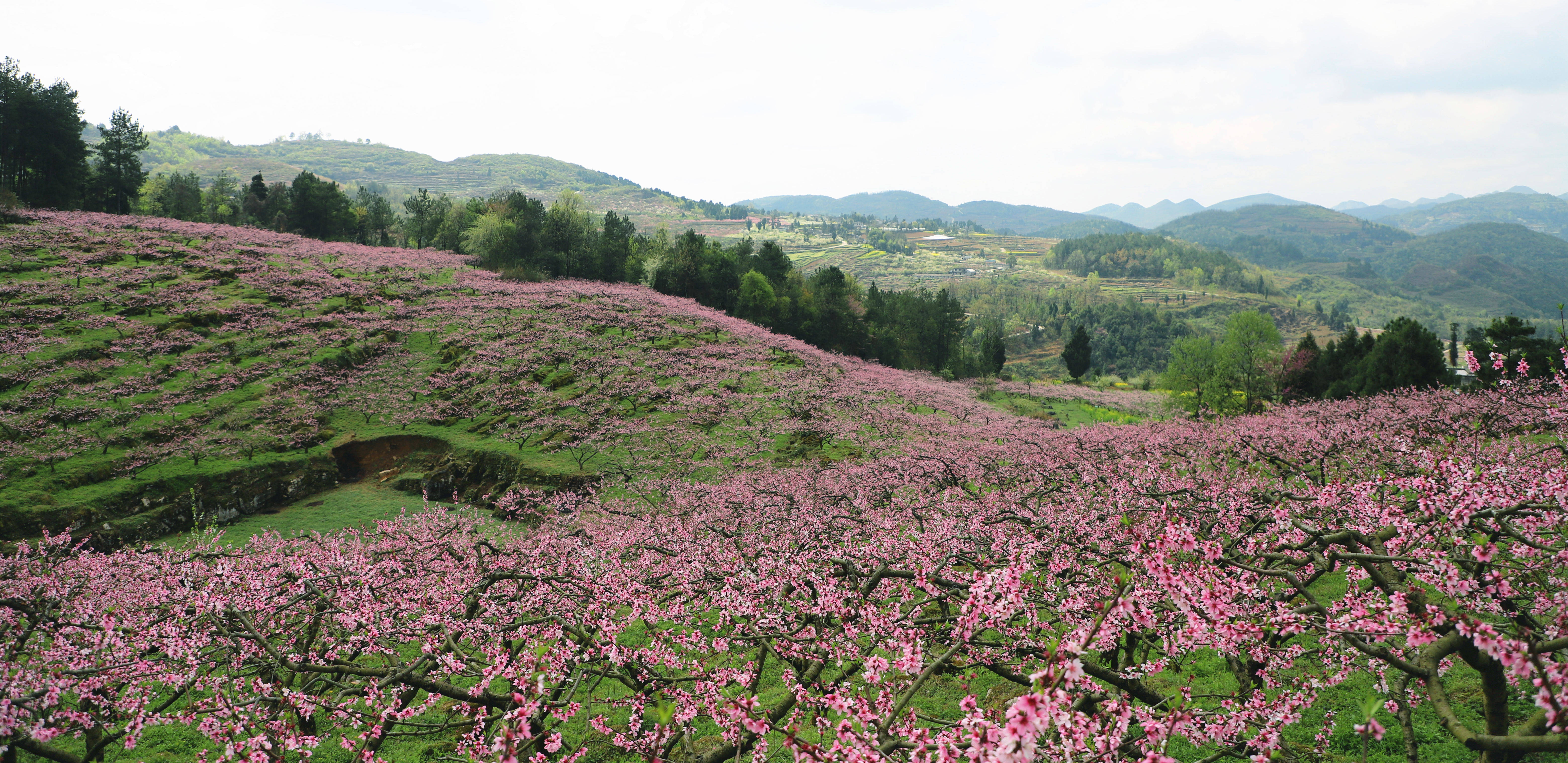 贵州金沙桃花盛开春意浓以桃为媒铺新路