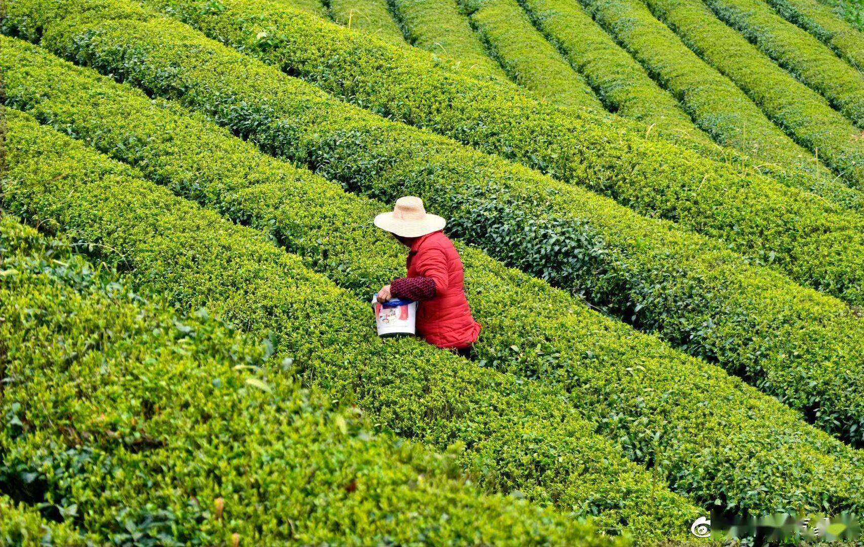湖南的茶农们正在抓紧时节采茶 绿意盎然_金井镇_景象_茶园