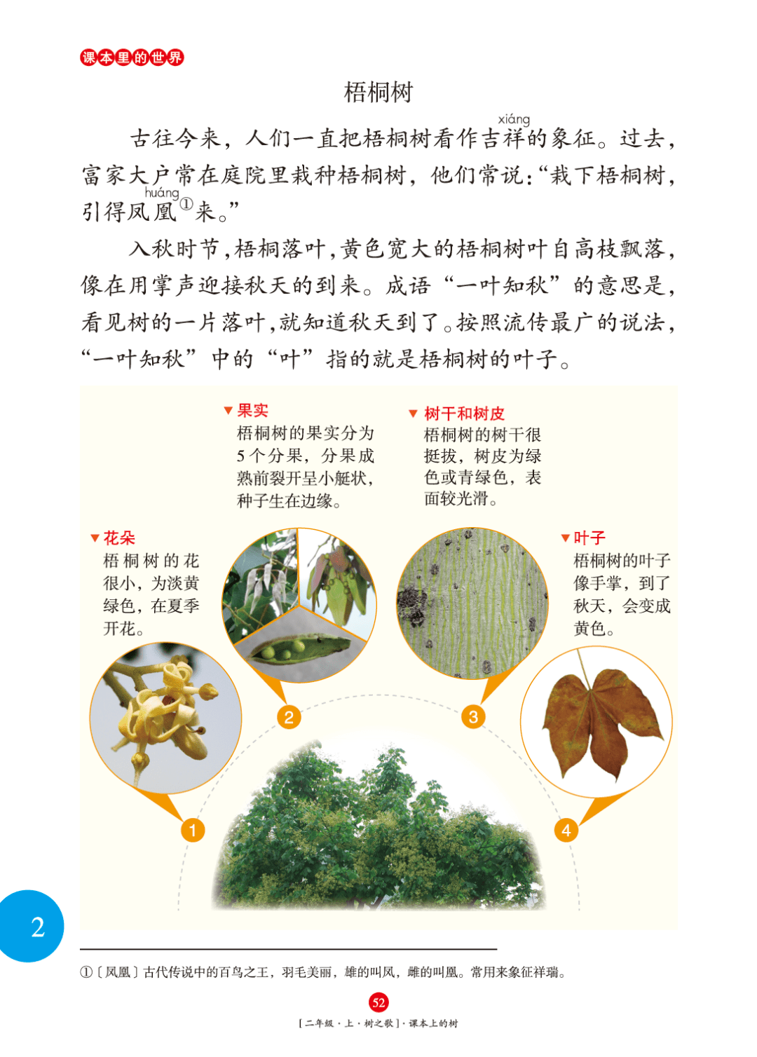 要突出高,榕树突出壮,梧桐树重点介绍树叶的形状……贴着教材进行介绍