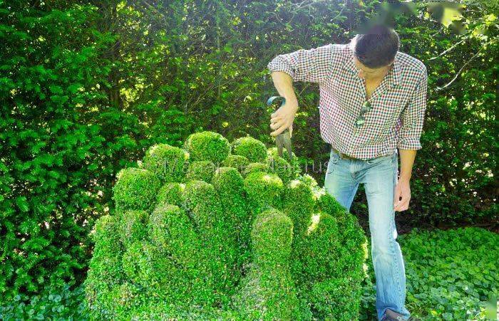 修剪_植物_造型