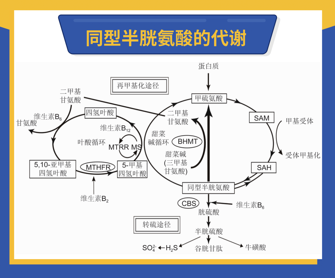 血总同型半胱氨酸水平的蓄积形成
