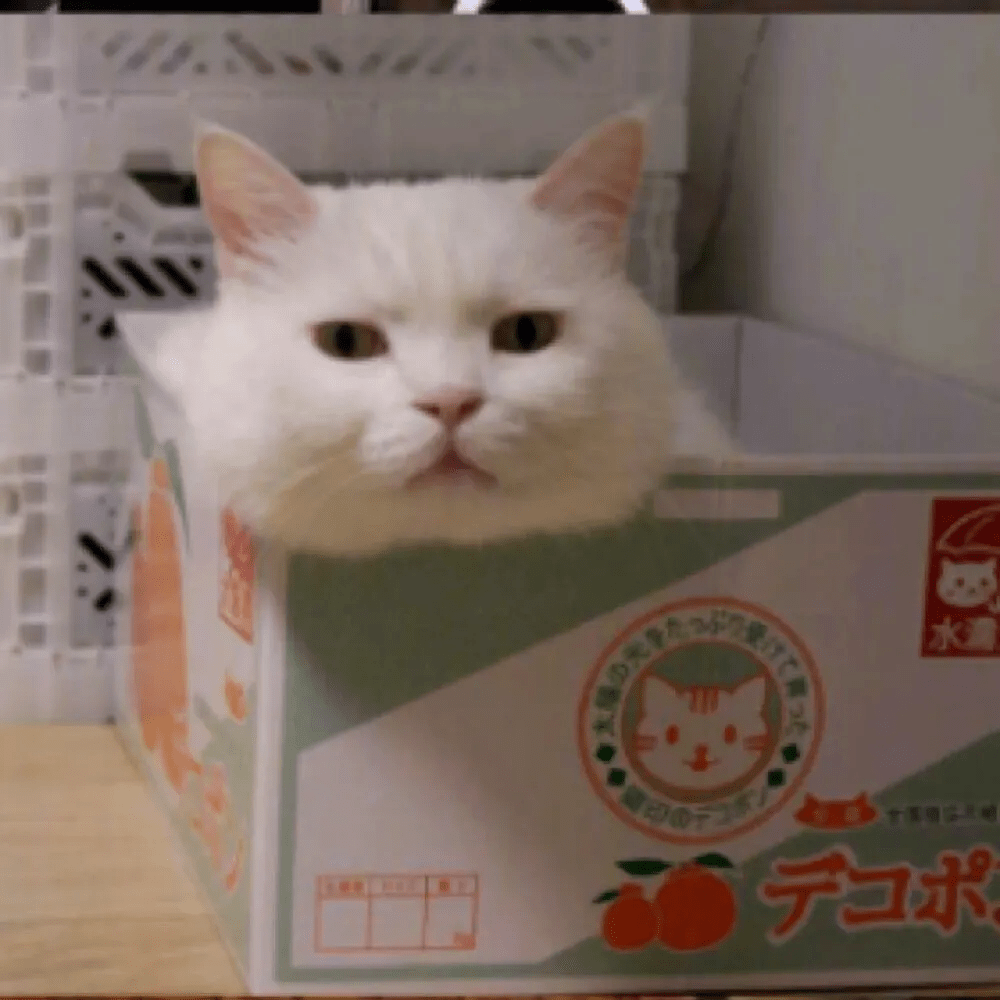 头像有趣好玩的搞怪ins微信头像