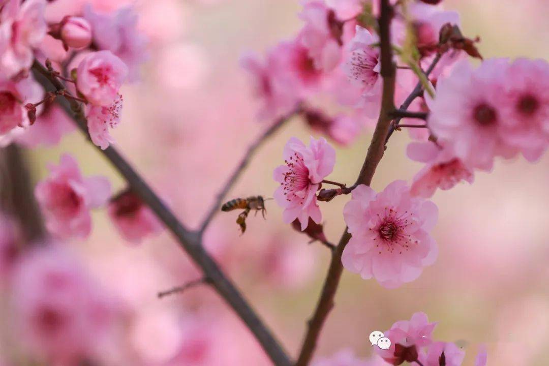 綠吹來一陣涼爽山東工程的風掬一捧春色 賞春花爛漫春風拂過不見寒意