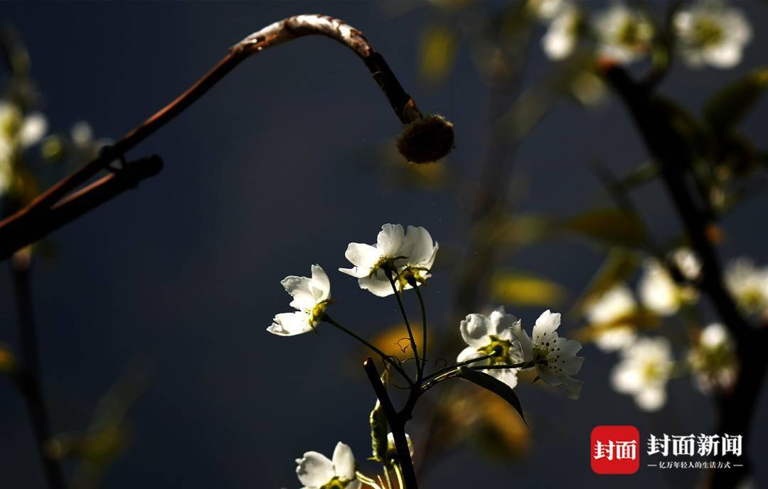 果农树上立甘当蜜蜂授花粉 富庄镇 梨树 汉源县