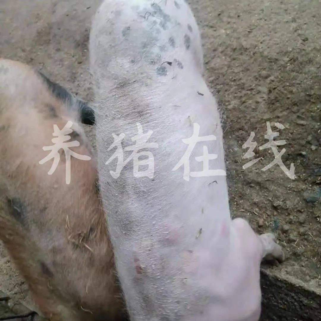 【问答:499期】猪身上长了好多大小差不多的疙瘩,是猪丹毒吗?怎么用药治疗预防?_赛科_解毒_黄连