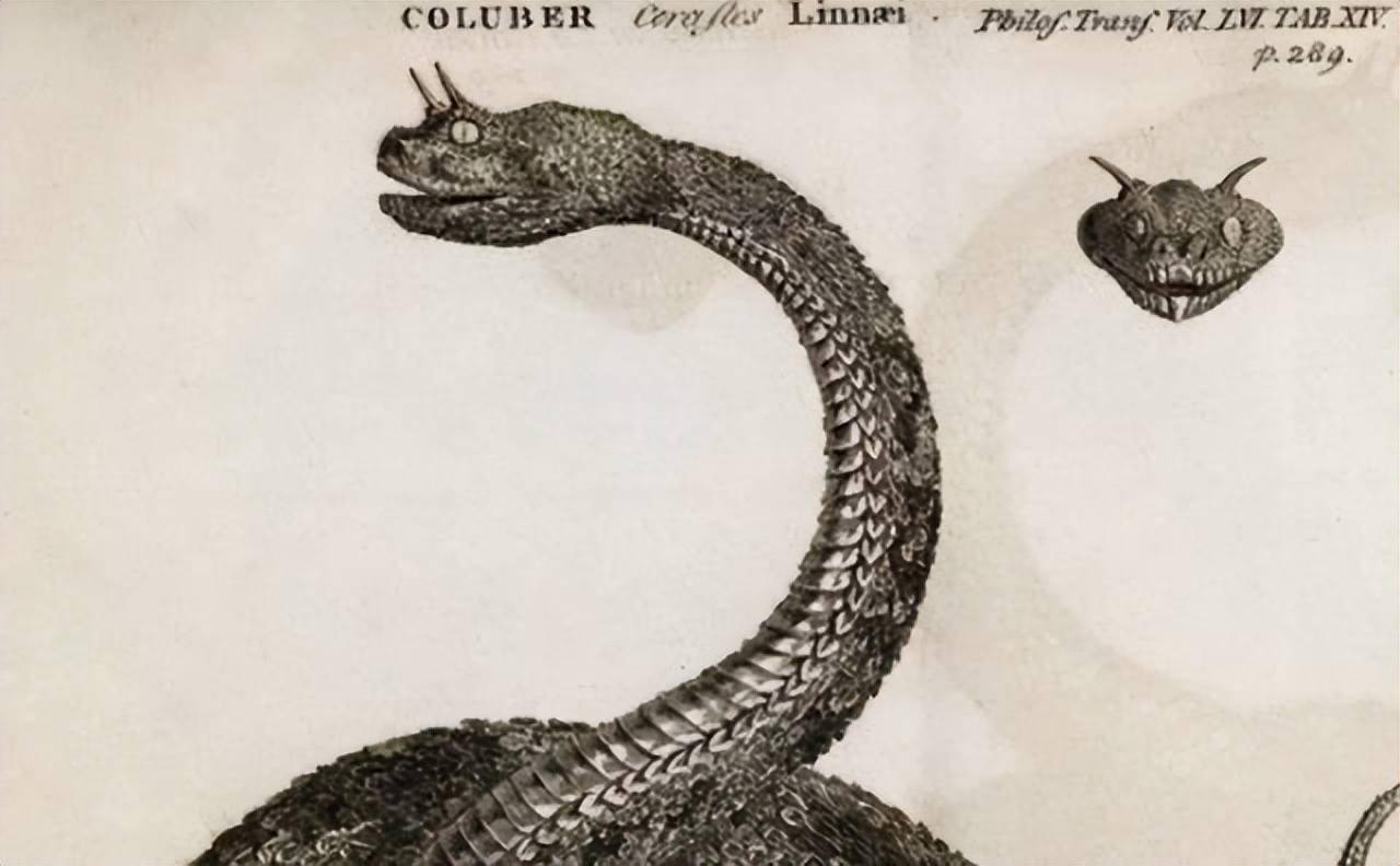 酒变成蛇的洗澡水?毒蛇泡酒一年,开瓶却窜出咬人,为何蛇没死?