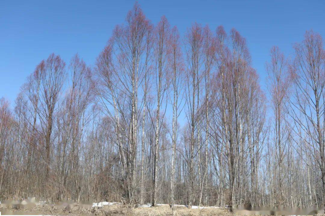 呼玛河畔红毛柳迎风来报春