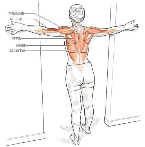 静态动态pnf拉伸技术哪个适合你收藏