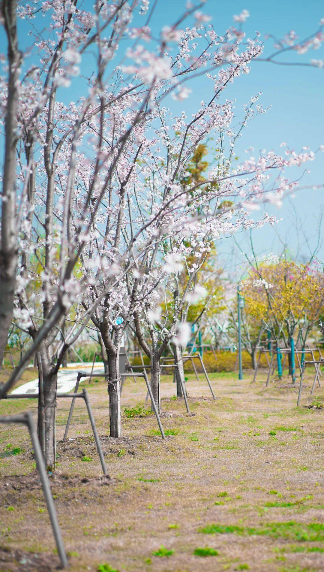 太湖|春风十里，花开相城