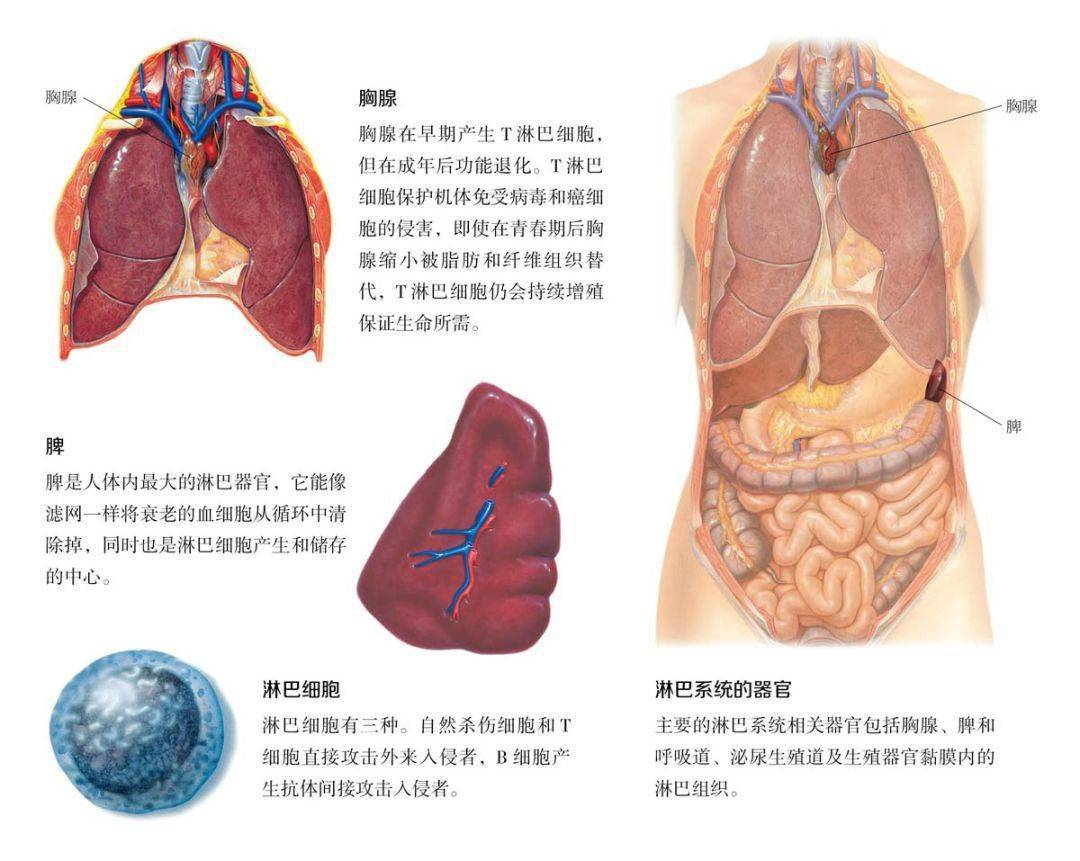 大鼠胸腺解剖图图片