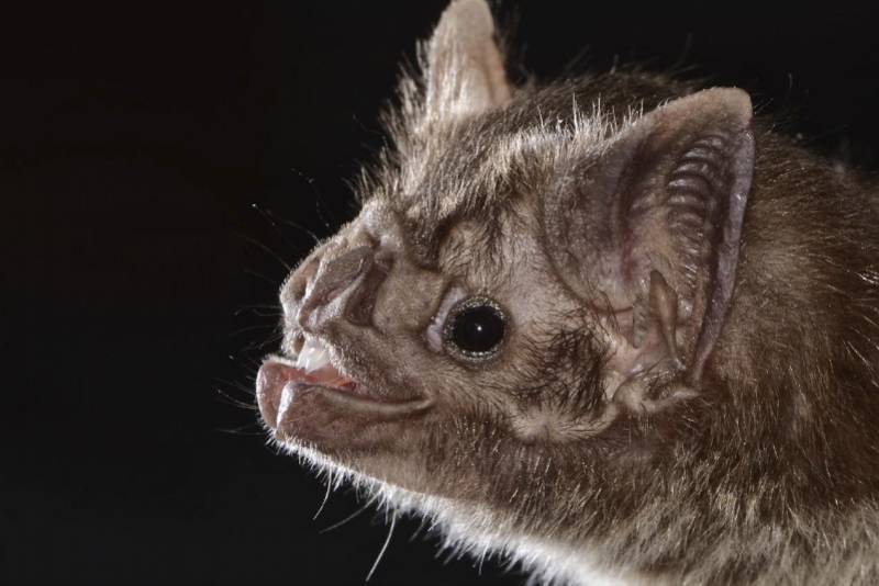 科学家弄清楚吸血蝙蝠为何如此嗜血，并愿与邻居分享“晚餐”