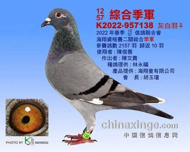 一场资格赛淘汰九成台湾海翔残存奖鸽图鉴